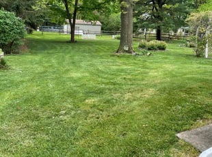 Jade W.'s turf maintenance service result
