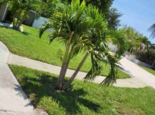 Michelle S.'s lawn care service result