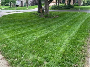 Rhiannon O.'s turf maintenance service result