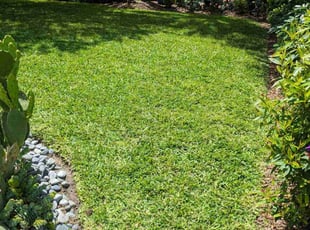 John N.'s lawn care service result