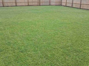 Michael C.'s grass cutting service result