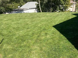 Matt S.'s lawn care service result