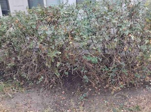 Elizabeth F.'s Bush Trimming service result