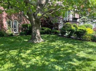 Angel M.'s lawn service service result