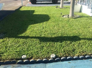 Tammy C.'s lawn service service result