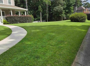 Anthony P.'s yard maintenance service result