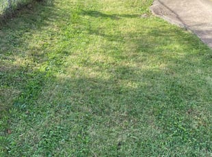 Cameron F.'s grass cutting service result