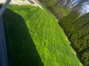 Funmilayo J.'s turf care service result