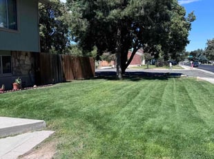 Jesse C.'s lawn care service result