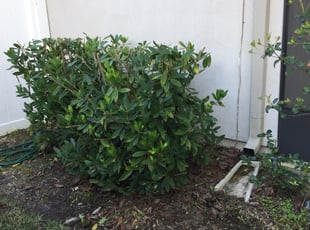 Stacey J.'s Bush Trimming service result