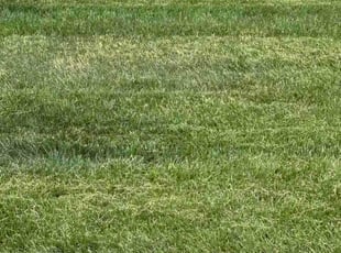 Diana C.'s lawn care service result