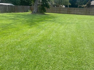 Katie T.'s turf care service result