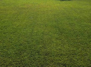 Vijay R.'s lawn maintenance service result