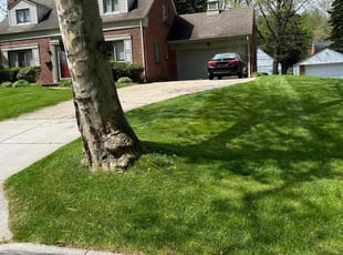 Mandy V.'s Leaf Removal service result