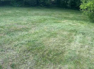 Omar K.'s lawn maintenance service result