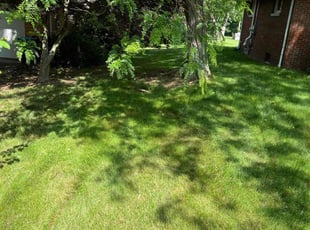 Martha M.'s turf care service result