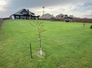 Andy C.'s grass maintenance service result