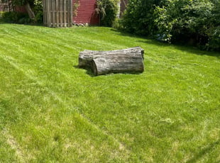 Dave B.'s lawn maintenance service result