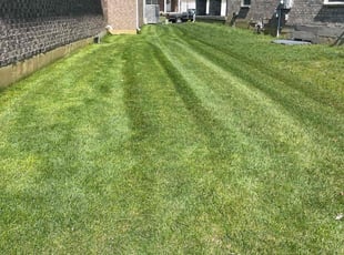 Leon D.'s grass maintenance service result