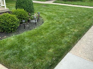 Chris C.'s turf care service result
