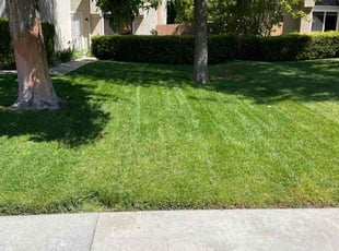 Zeandra H.'s lawn care services service result