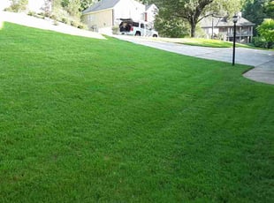 Deeanna S.'s grass cutting service result