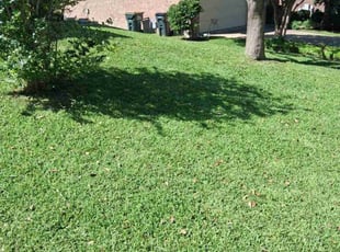Sean B.'s turf care service result