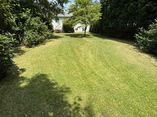Susan Y.'s yard care service result