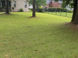 Nicholas P.'s lawn service service result