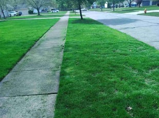 Anthony A.'s turf maintenance service result