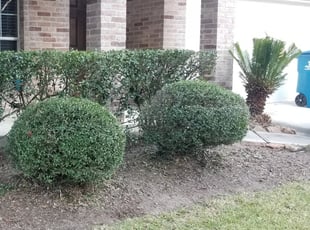 Angelisa M.'s Bush Trimming service result