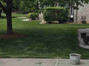 Eileen M.'s grass maintenance service result