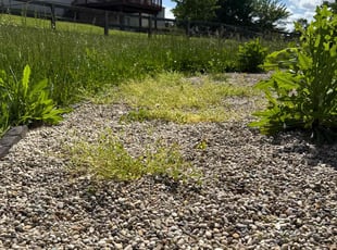 Amay Y.'s turf care service result