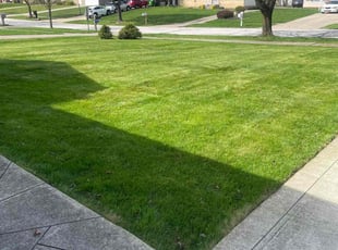 Misti E.'s grass maintenance service result