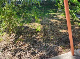 Anestacia S.'s Bush Trimming service result