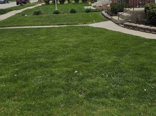 Ronald T.'s lawn maintenance service result