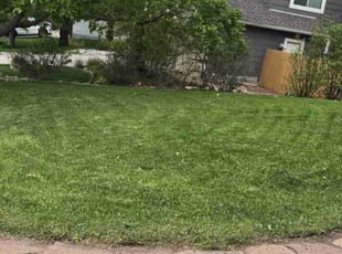 Keira B.'s turf maintenance service result