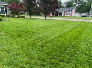 Martha D.'s turf care service result