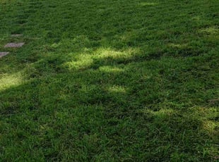 Steve S.'s lawn care services service result