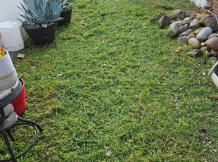 Ted C.'s turf maintenance service result