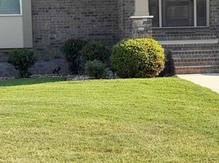 Jason E.'s lawn maintenance service result