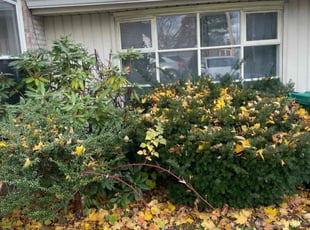 Brian L.'s Bush Trimming service result