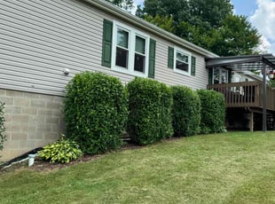 Gwen J.'s Bush Trimming service result