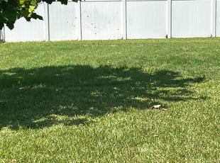 Leigh S.'s Bush Trimming service result