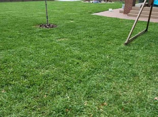 Rhonda R.'s turf care service result