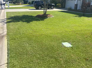 Lee M.'s turf care service result