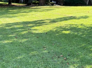 Gail W.'s lawn service service result