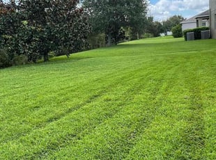 Rayner H.'s grass maintenance service result