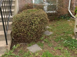 Michael C.'s Bush Trimming service result