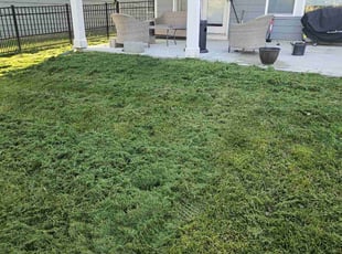 Brandon, B.'s grass maintenance service result